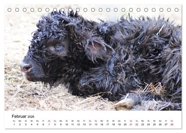 Produktbild: Die Schottischen Hochlandrinder und ihr Nachwuchs (Tischkalender 2026 DIN A5 quer), CALVENDO Monatskalender