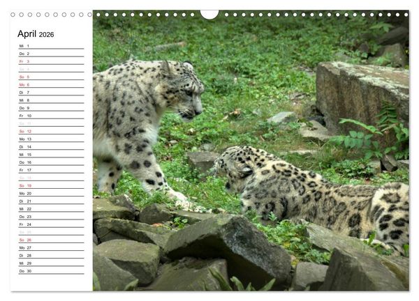 Produktbild: Der Schneeleopard (Wandkalender 2026 DIN A3 quer), CALVENDO Monatskalender