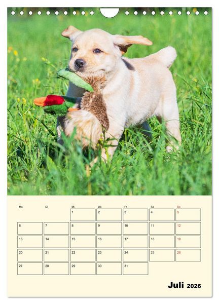 Produktbild: Familienplaner - Labrador Welpen entdecken die Welt (Wandkalender 2026 DIN A4 hoch), CALVENDO Monatskalender