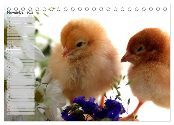 Produktbild: Tierisches aus der K&uuml;ken-Welt (Tischkalender 2026 DIN A5 quer), CALVENDO Monatskalender