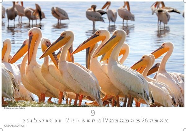 Produktbild: Wilde Tiere Afrikas Kalender 2027 &ndash; Wandkalender | Fotokalender Afrika 35x50cm | Naturfotografie | Tierkalender Afrika | Geschenk f&uuml;r Naturliebhaber