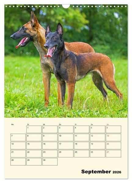 Produktbild: Familienplaner Tausendsassa Malinois (Wandkalender 2026 DIN A3 hoch), CALVENDO Monatskalender