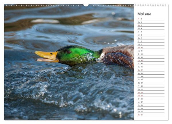 Produktbild: Emotionale Momente: Die Stockente. (hochwertiger Premium Wandkalender 2026 DIN A2 quer), Kunstdruck in Hochglanz