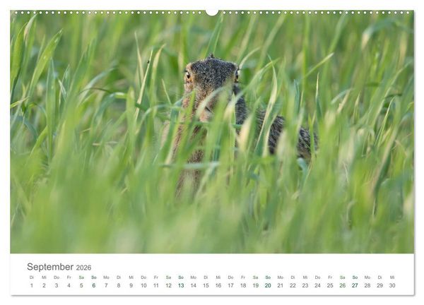 Produktbild: Feldhasen - dem Langohr auf der Spur (Wandkalender 2026 DIN A2 quer), CALVENDO Monatskalender