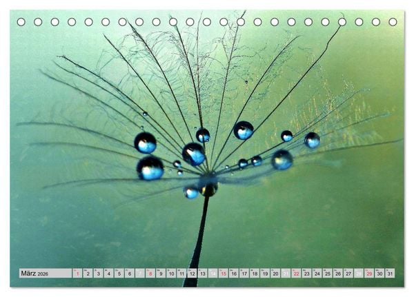 Produktbild: PusteblumenZauber (Tischkalender 2026 DIN A5 quer), CALVENDO Monatskalender
