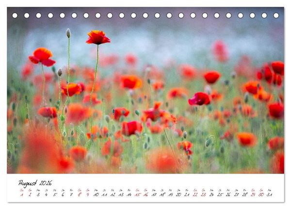 Produktbild: Mohnwiesen (Tischkalender 2026 DIN A5 quer), CALVENDO Monatskalender
