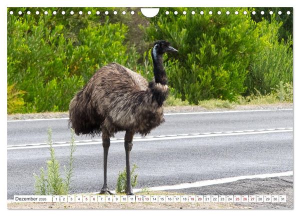 Produktbild: Australiens V&ouml;gel (Wandkalender 2026 DIN A4 quer), CALVENDO Monatskalender