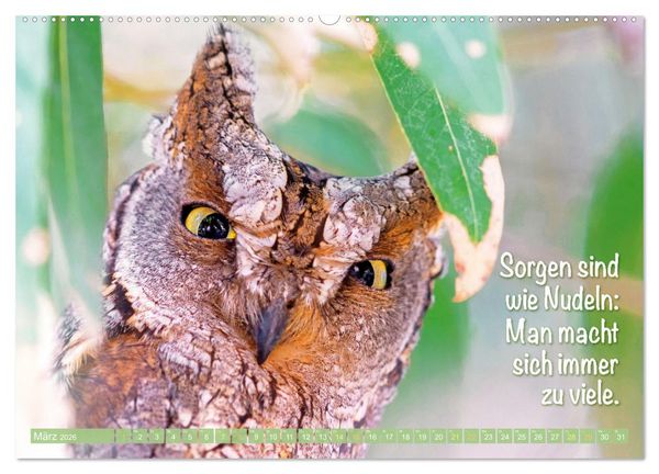 Produktbild: Die Eulen sind los: Edition lustige Tiere (Wandkalender 2026 DIN A2 quer), CALVENDO Monatskalender