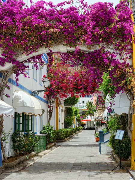 Produktbild: CALVENDO Puzzle Bougainvillea in Puerto de Mogan at Gran Canaria. 1000 Teile Lege-Gr&ouml;&szlig;e 48 x 64 cm Foto-Puzzle Bild von Anja Frost