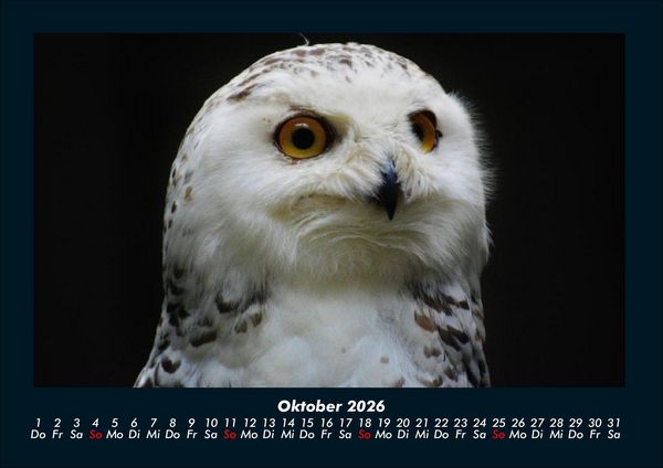 Produktbild: Welt der V&ouml;gel 2026 Fotokalender DIN A4
