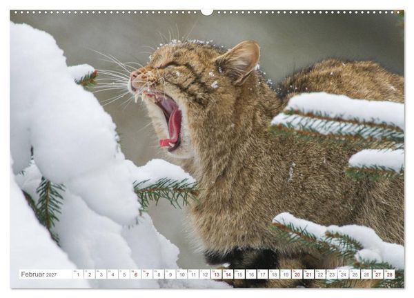 Produktbild: Wildkatzen - die anmutigsten Raubiere in Europa. (Wandkalender 2027 DIN A2 quer), CALVENDO Monatskalender