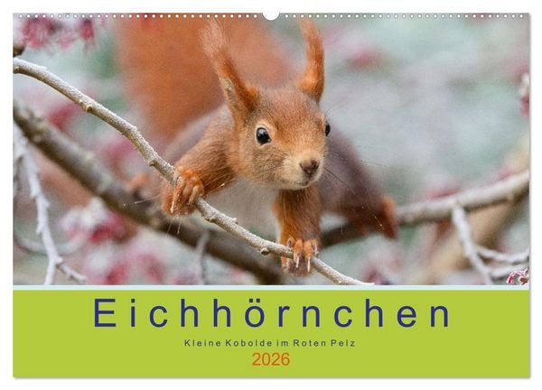 Eichhörnchen - Kleine Kobolde im Roten Pelz (Wandkalender 2026 DIN A2 quer), CALVENDO Monatskalender