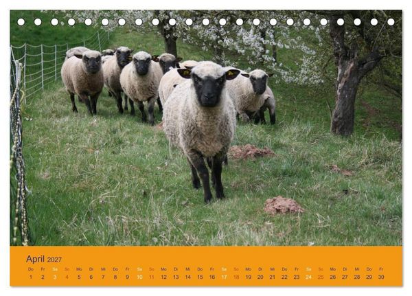 Produktbild: Shropshire Schafe (Tischkalender 2027 DIN A5 quer), CALVENDO Monatskalender