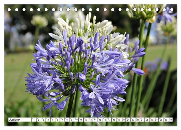 Produktbild: Bl&uuml;tenzauber auf Madeira. Wildblumen und Ziergew&auml;chse (Tischkalender 2027 DIN A5 quer), CALVENDO Monatskalender