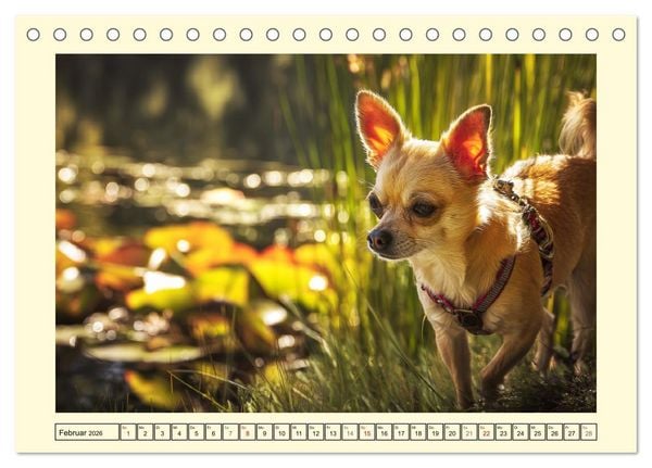 Produktbild: Reizende Chihuahuas. Winzige Hunde mit riesigem Ego und Grips (Tischkalender 2026 DIN A5 quer), CALVENDO Monatskalender