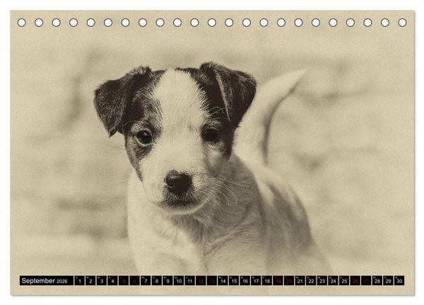 Produktbild: Parson Jack Russel Welpen (Tischkalender 2026 DIN A5 quer), CALVENDO Monatskalender