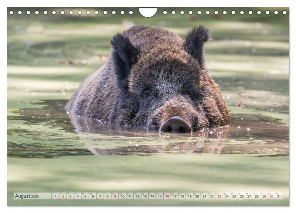 Produktbild: Emotionale Momente: Wild und Jagd. (Wandkalender 2026 DIN A4 quer), CALVENDO Monatskalender