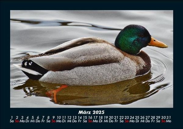 Produktbild: Enten 2025 Fotokalender DIN A5