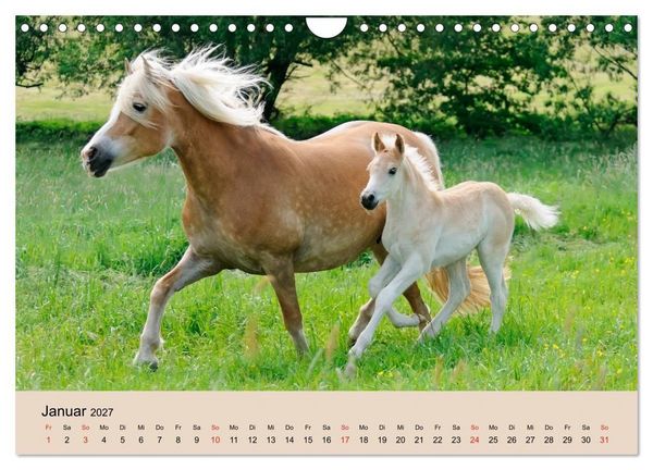 Produktbild: Haflinger Fohlen (Wandkalender 2027 DIN A4 quer), CALVENDO Monatskalender