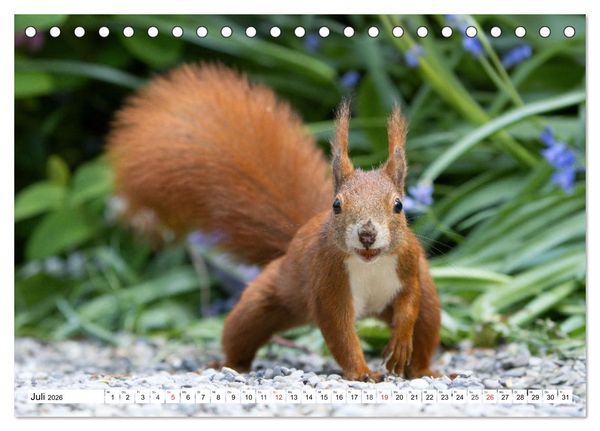 Produktbild: Eichh&ouml;rnchen im K&ouml;niglichen Garten (Tischkalender 2026 DIN A5 quer), CALVENDO Monatskalender