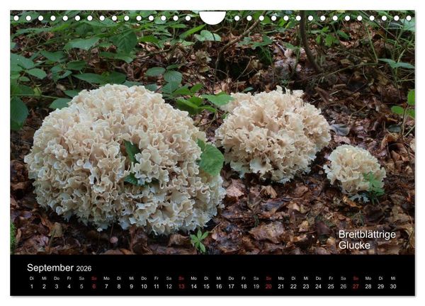 Produktbild: Pilzkalender (Wandkalender 2026 DIN A4 quer), CALVENDO Monatskalender