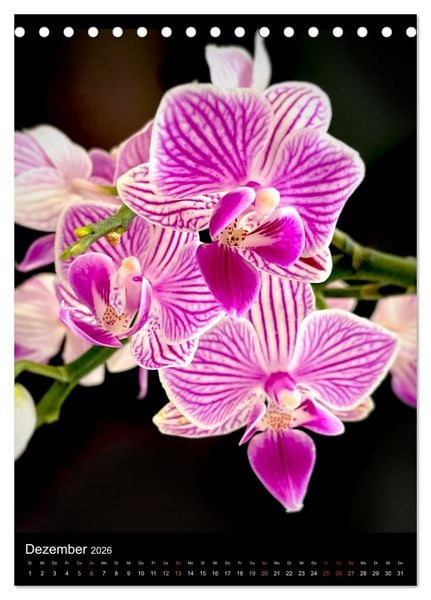 Produktbild: Orchideen - Exoten im Wohnzimmer (Tischkalender 2026 DIN A5 hoch), CALVENDO Monatskalender