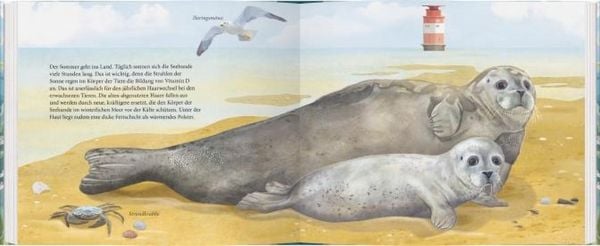 Produktbild: Der kleine Seehund und das Meer