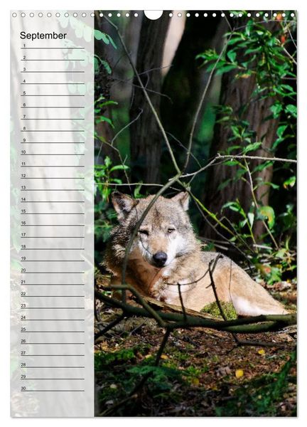 Produktbild: Der Wolf - Isegrim in den heimischen W&auml;ldern - Kalender 2026 (Wandkalender 2026 DIN A3 hoch), CALVENDO Monatskalender