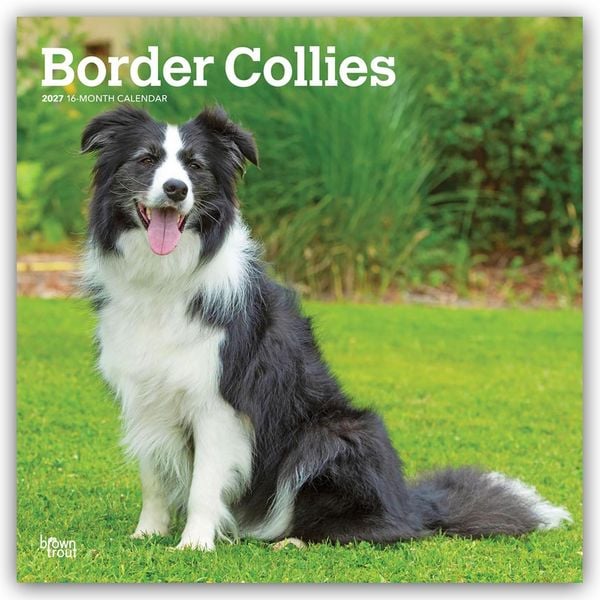 Produktbild: Border Collies 2027 &ndash; 16-Monatskalender