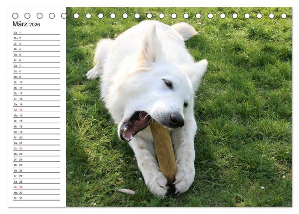 Produktbild: Berger Blanc Suisse - Wei&szlig;er Schweizer Sch&auml;ferhund (Tischkalender 2026 DIN A5 quer), CALVENDO Monatskalender