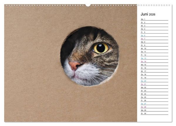 Produktbild: Karton Katzen (Wandkalender 2026 DIN A2 quer), CALVENDO Monatskalender