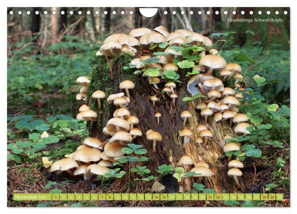 Produktbild: Pilze finden - das ganze Jahr! (Wandkalender 2026 DIN A4 quer), CALVENDO Monatskalender