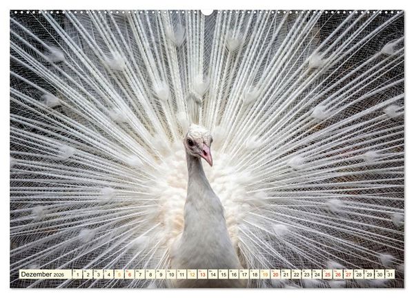 Produktbild: Sch&ouml;ner Pfau (hochwertiger Premium Wandkalender 2026 DIN A2 quer), Kunstdruck in Hochglanz