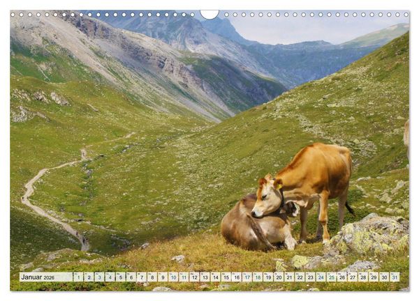 Produktbild: K&uuml;he im Einklang mit der Natur (Wandkalender 2026 DIN A3 quer), CALVENDO Monatskalender
