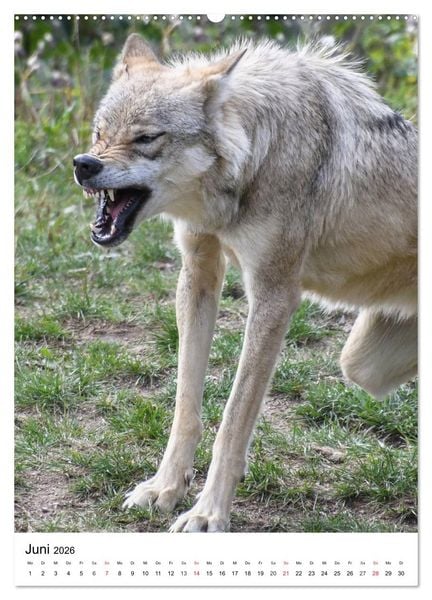 Produktbild: Wolf-Gesichter (Wandkalender 2026 DIN A2 hoch), CALVENDO Monatskalender