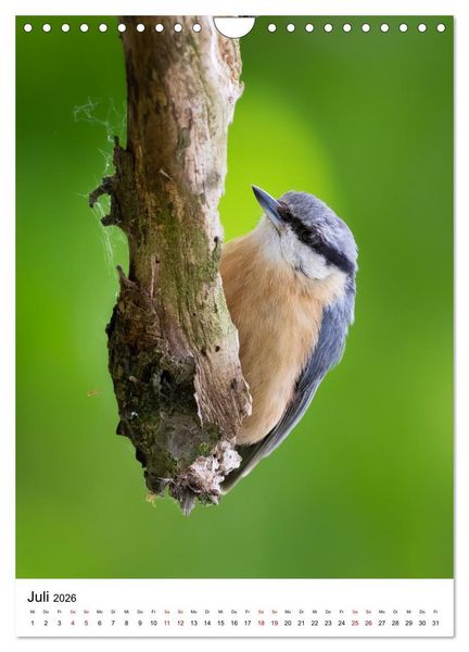 Produktbild: Heimische V&ouml;gel in Ihren G&auml;rten (Wandkalender 2026 DIN A4 hoch), CALVENDO Monatskalender