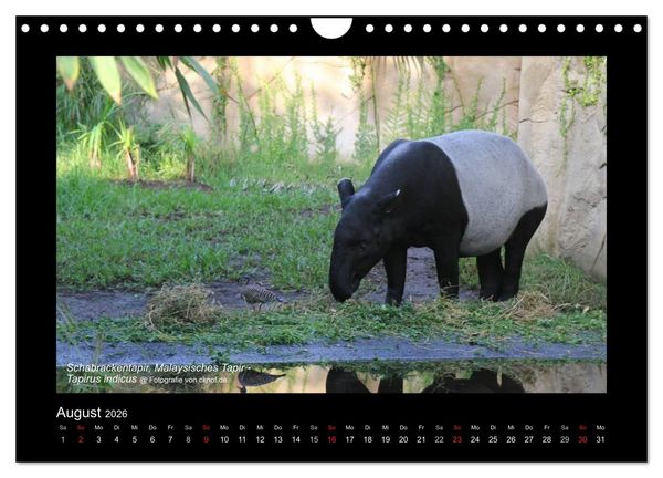 Produktbild: Wildtiere (Wandkalender 2026 DIN A4 quer), CALVENDO Monatskalender