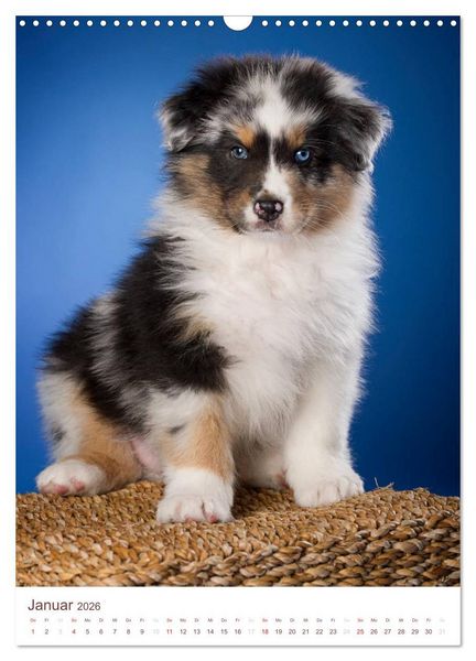 Produktbild: Australian Shepherds (Wandkalender 2026 DIN A3 hoch), CALVENDO Monatskalender