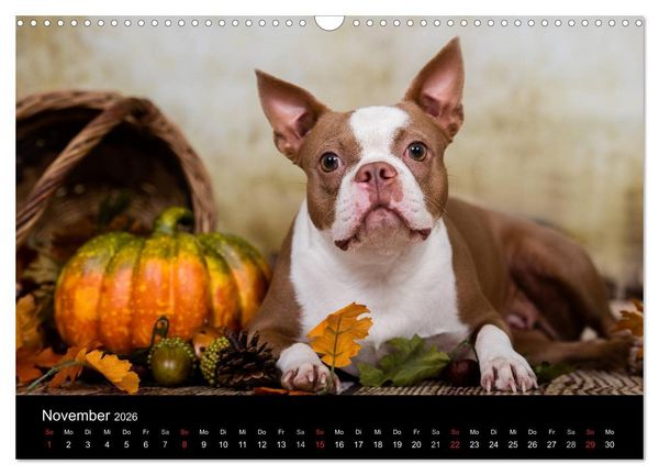 Produktbild: Colored Boston Terrier 2026 (Wandkalender 2026 DIN A3 quer), CALVENDO Monatskalender