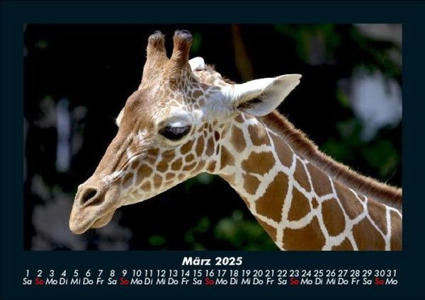 Produktbild: Giraffen 2025 Fotokalender DIN A5
