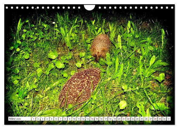 Produktbild: Mein Haus-Igel (Wandkalender 2026 DIN A4 quer), CALVENDO Monatskalender