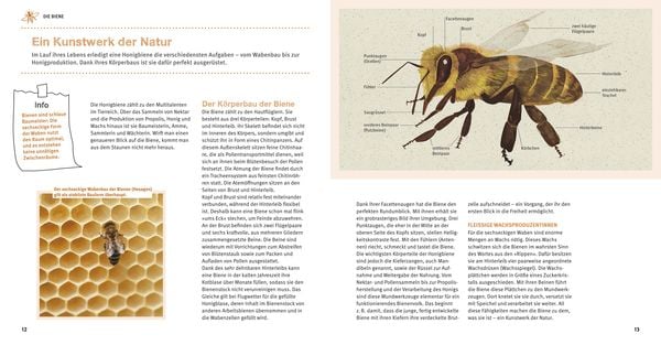 Bienen Basics