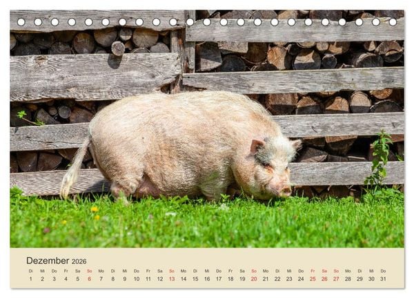 Produktbild: Wir sind die Stars am Bauernhof (Tischkalender 2026 DIN A5 quer), CALVENDO Monatskalender