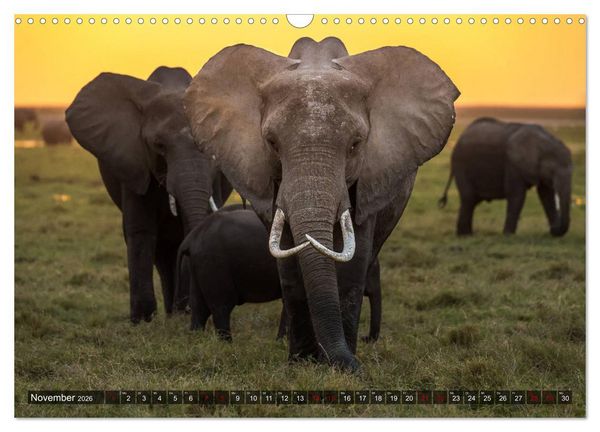 Produktbild: Auf Safari in Kenia 2026 (Wandkalender 2026 DIN A3 quer), CALVENDO Monatskalender