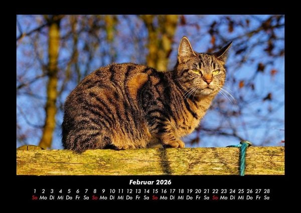 Produktbild: F&uuml;r Katzenfreunde 2026 Fotokalender DIN A3