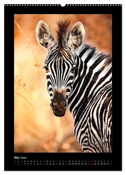 Produktbild: S&uuml;dafrika und seine Tierwelt (hochwertiger Premium Wandkalender 2026 DIN A2 hoch), Kunstdruck in Hochglanz