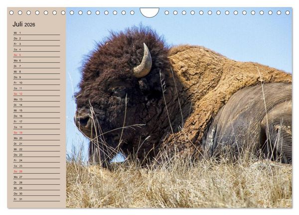 Produktbild: B&uuml;ffel. Wisent und Bison (Wandkalender 2026 DIN A4 quer), CALVENDO Monatskalender