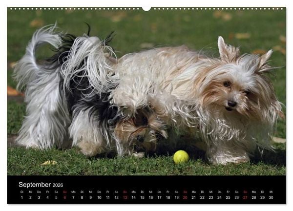 Produktbild: Mit dem Yorki durch das Jahr 2026 (Wandkalender 2026 DIN A2 quer), CALVENDO Monatskalender