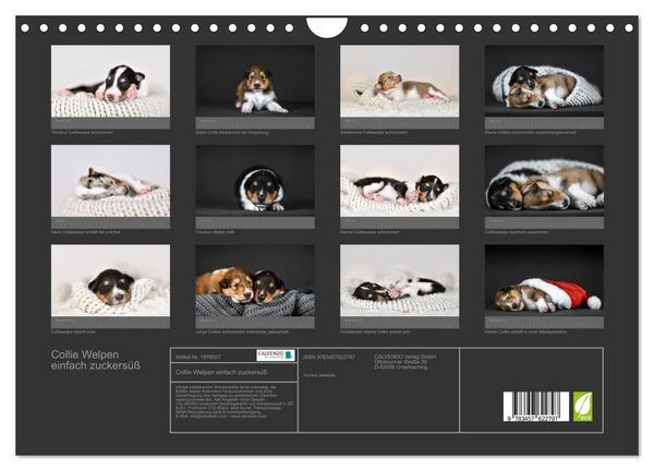 Produktbild: Collie Welpen einfach zuckers&uuml;&szlig; (Wandkalender 2026 DIN A4 quer), CALVENDO Monatskalender