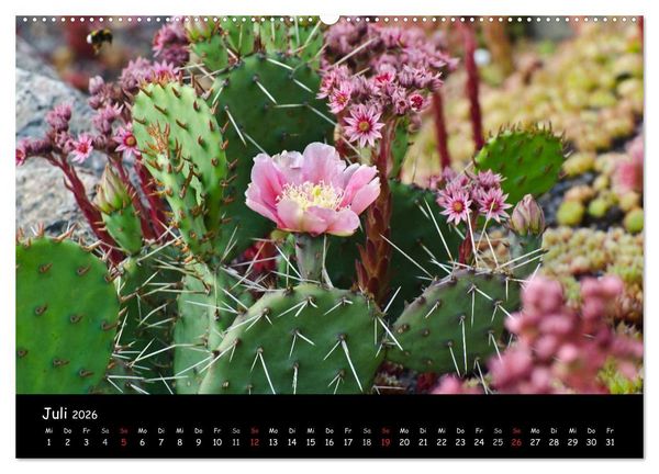 Produktbild: Findlingspark Nochten 2026 (hochwertiger Premium Wandkalender 2026 DIN A2 quer), Kunstdruck in Hochglanz